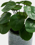 Artificial Chinese Money Plant in Ceramic Pot